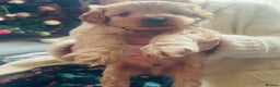 Cavapoo dogs for sale: F2 toy Cavapoo - Advert 6