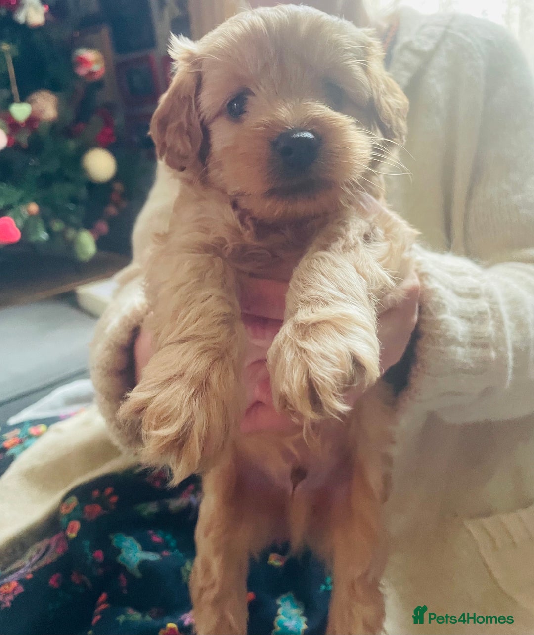 Cavapoo dogs for sale: F2 toy Cavapoo - Advert 6