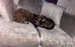 British Shorthair cats for sale: Ginger tabby (simba) - Image 4