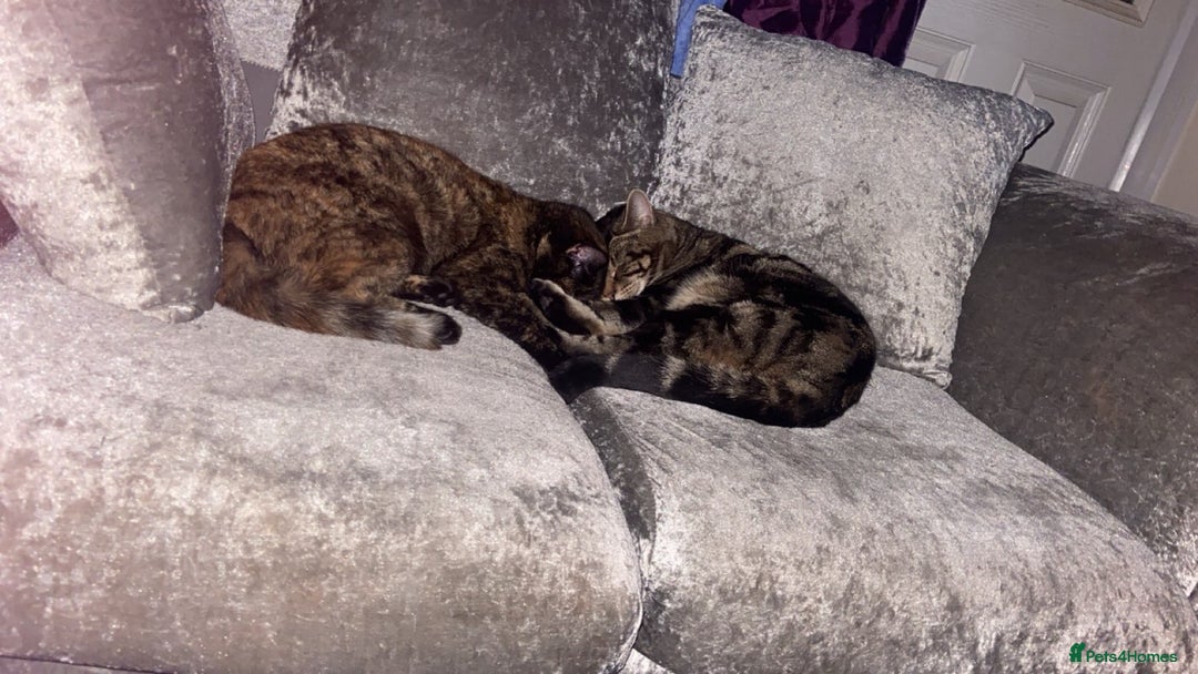 British Shorthair cats for sale: Ginger tabby (simba) - Image 4