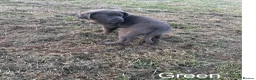 Cane Corso dogs for sale: Gorgeous Cane Corso Puppies  in Bishop's Stortford - Advert 12