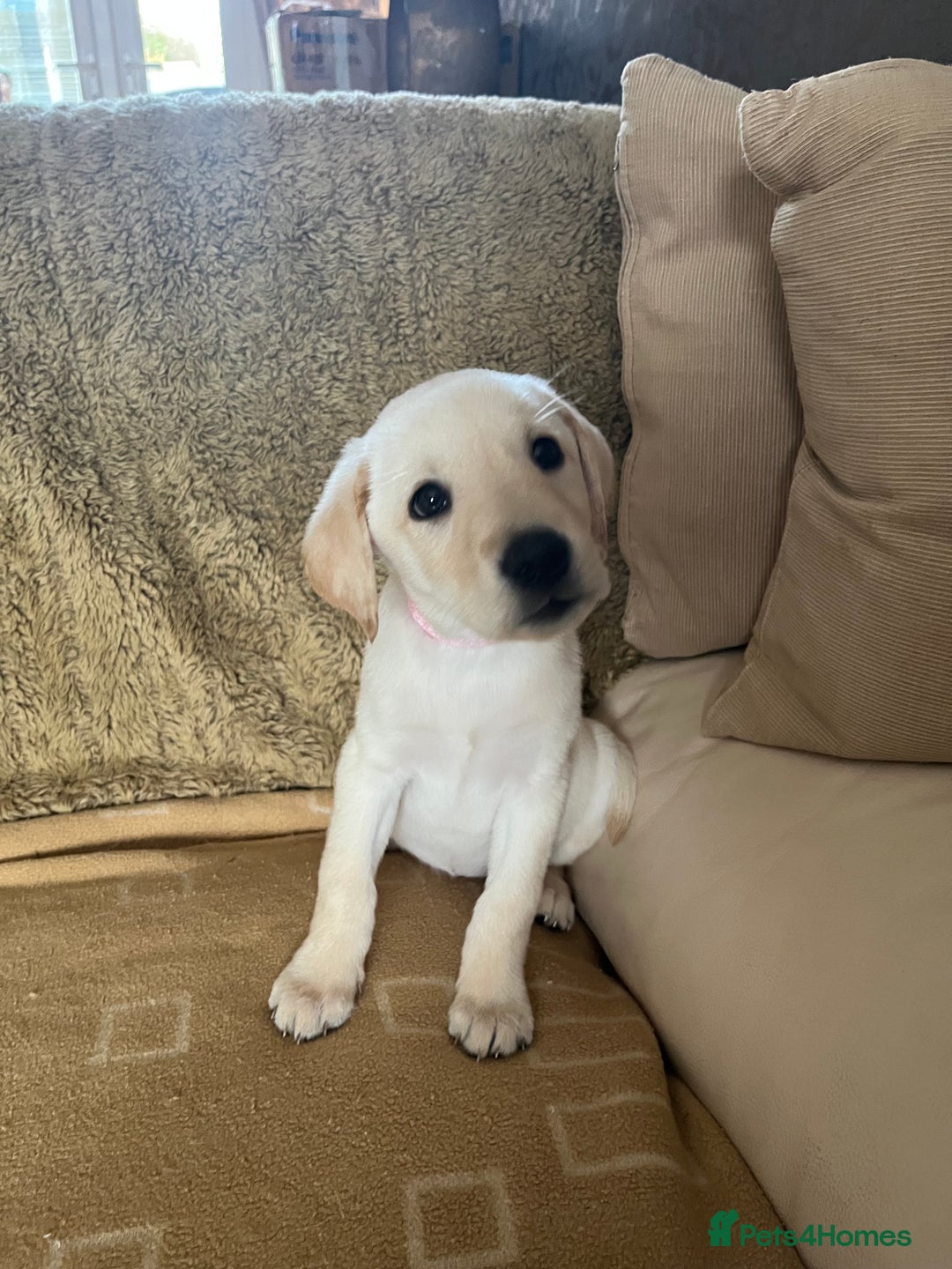 Labrador Retriever dogs for sale: Stunning Labrador pedigree puppies  - Advert 24