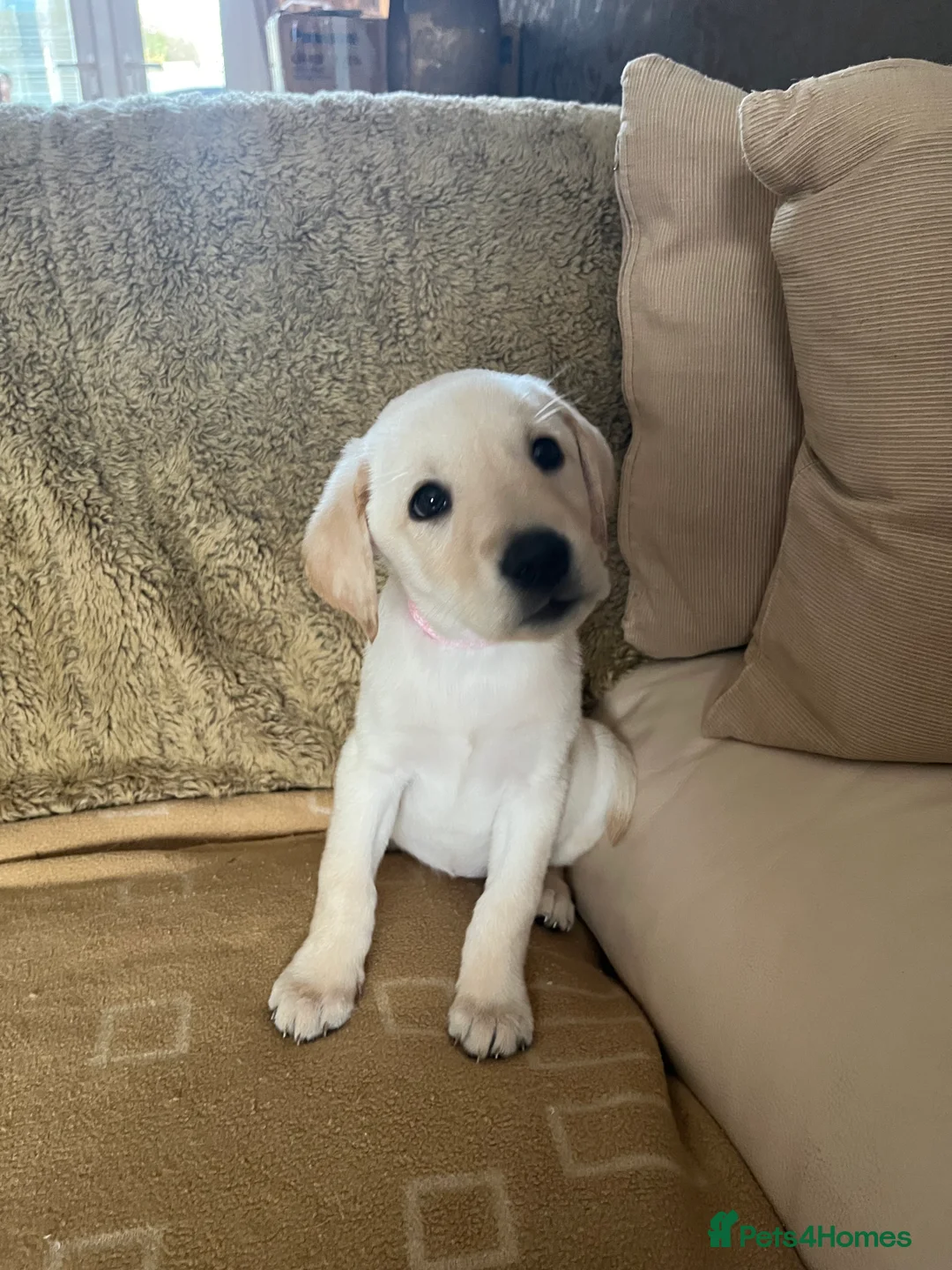 Labrador Retriever dogs for sale: Stunning Labrador pedigree puppies  - Advert 19
