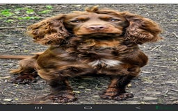Cocker Spaniel dogs for sale: Cocker Spaniel puppies - Image 12
