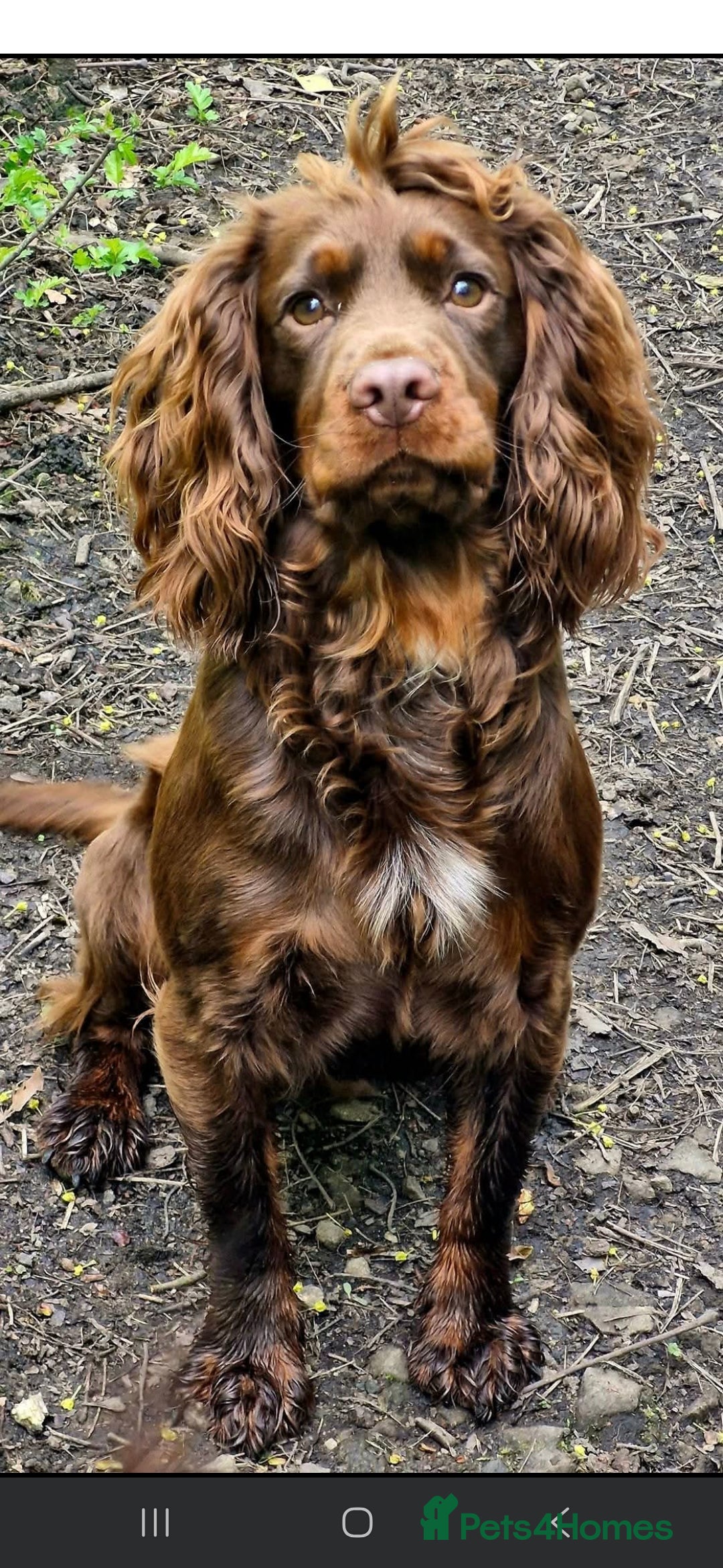 Cocker Spaniel dogs for sale: Cocker Spaniel puppies - Image 12