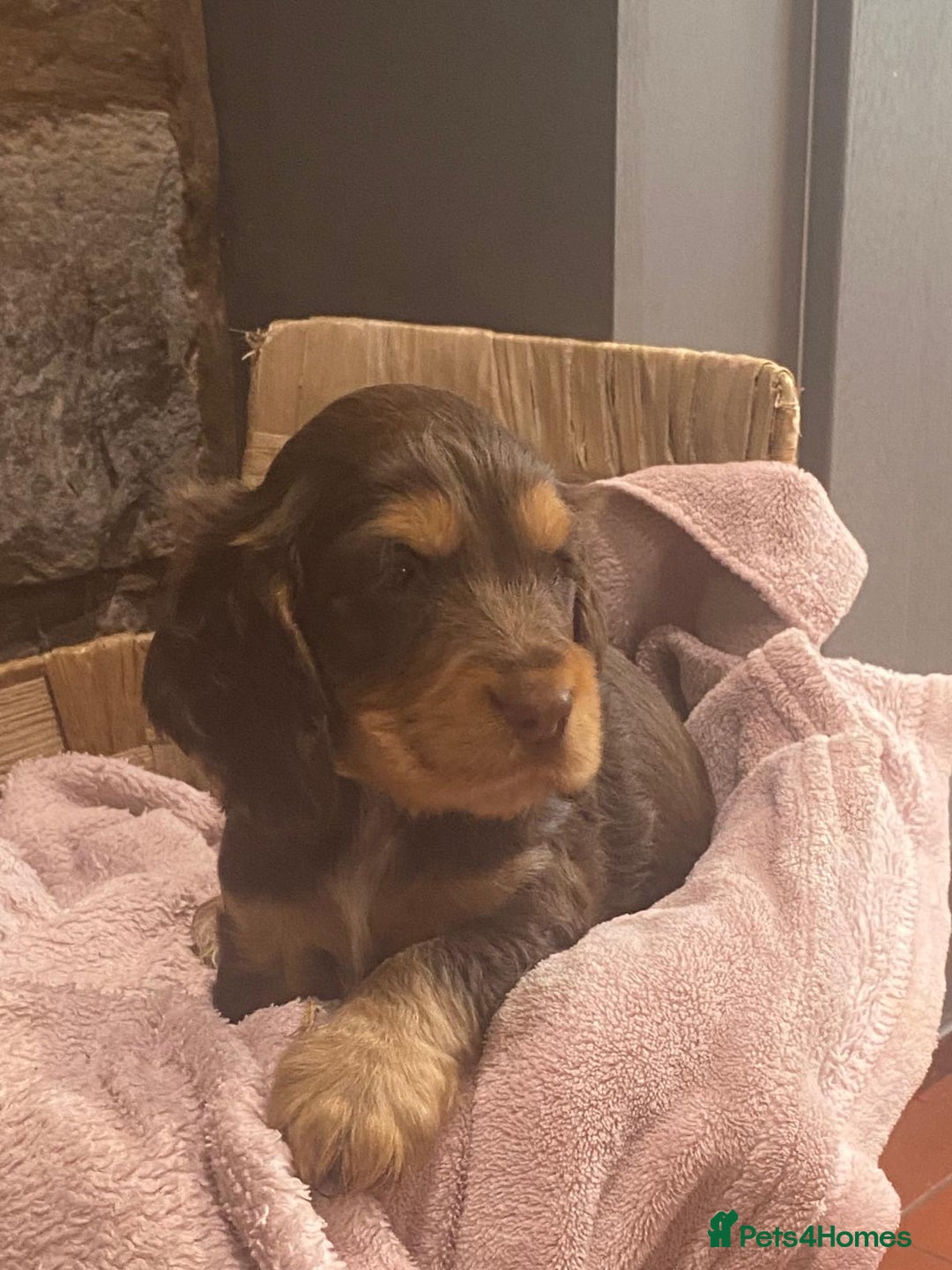 Cocker Spaniel dogs for sale: Kc - Beautiful show type cocker spaniel puppies  - Image 20