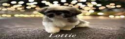Shih Tzu dogs for sale: Adorable Imperial Puppies Ready for Loving Homes! in Bolton - Advert 1