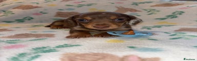 Miniature Dachshund Puppy 2