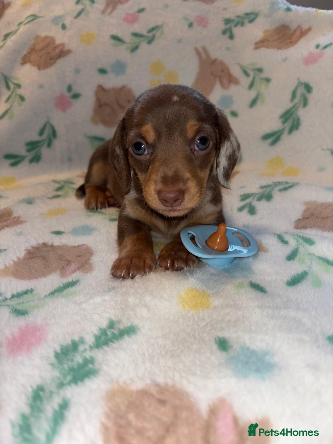 Miniature Dachshund dogs for sale: Dreamy miniature dachshunds  - Advert 2