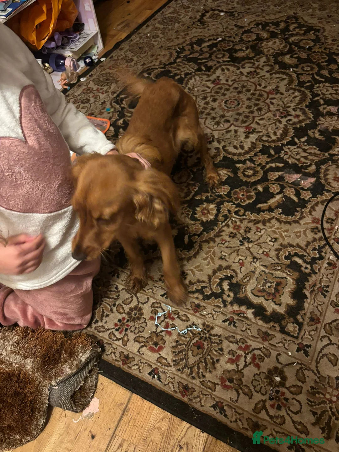 Cocker Spaniel dogs for sale: Cooker spinal  - Advert 1