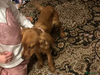 Cocker Spaniel dogs Cooker spinal - Advert 1