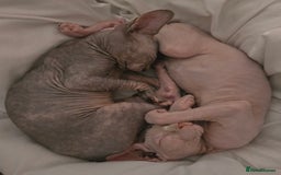 Sphynx cats for sale: 2 beautiful male sphynx kittens - Image 1