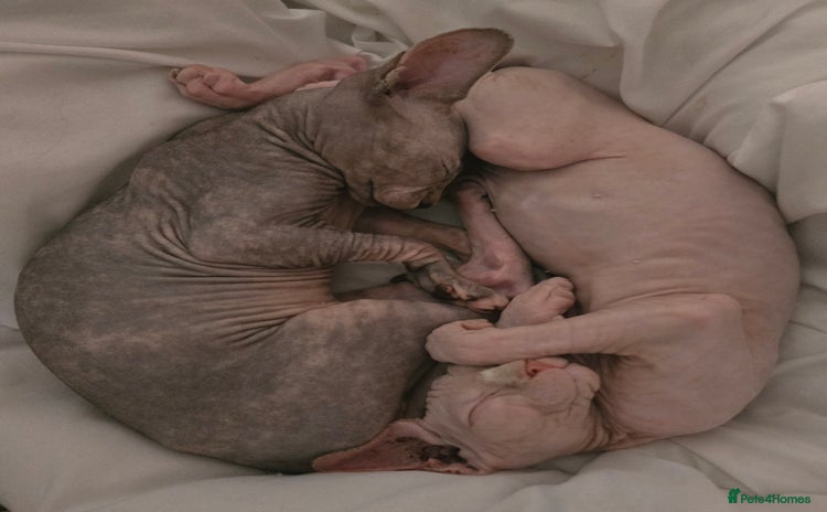 Sphynx cats - Advert 1