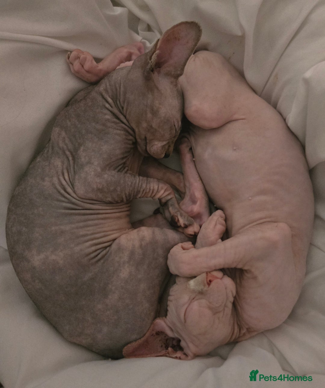 Sphynx cats for sale: 2 beautiful male sphynx kittens - Image 1