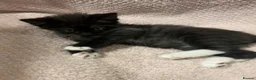 Mixed Breed cats for sale: Cute, Cuddly Kittens Ready for Their Forever Homes - Advert 10