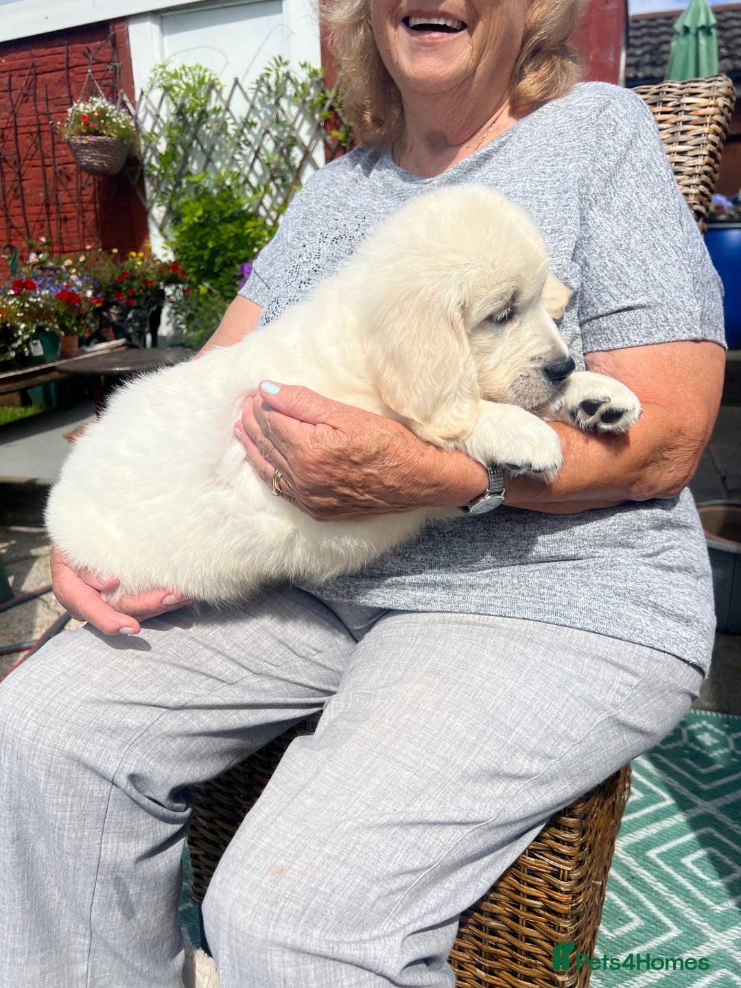 Golden Retriever dogs for sale: Stunning Puppies Ready Now (Updated pics) - Image 1
