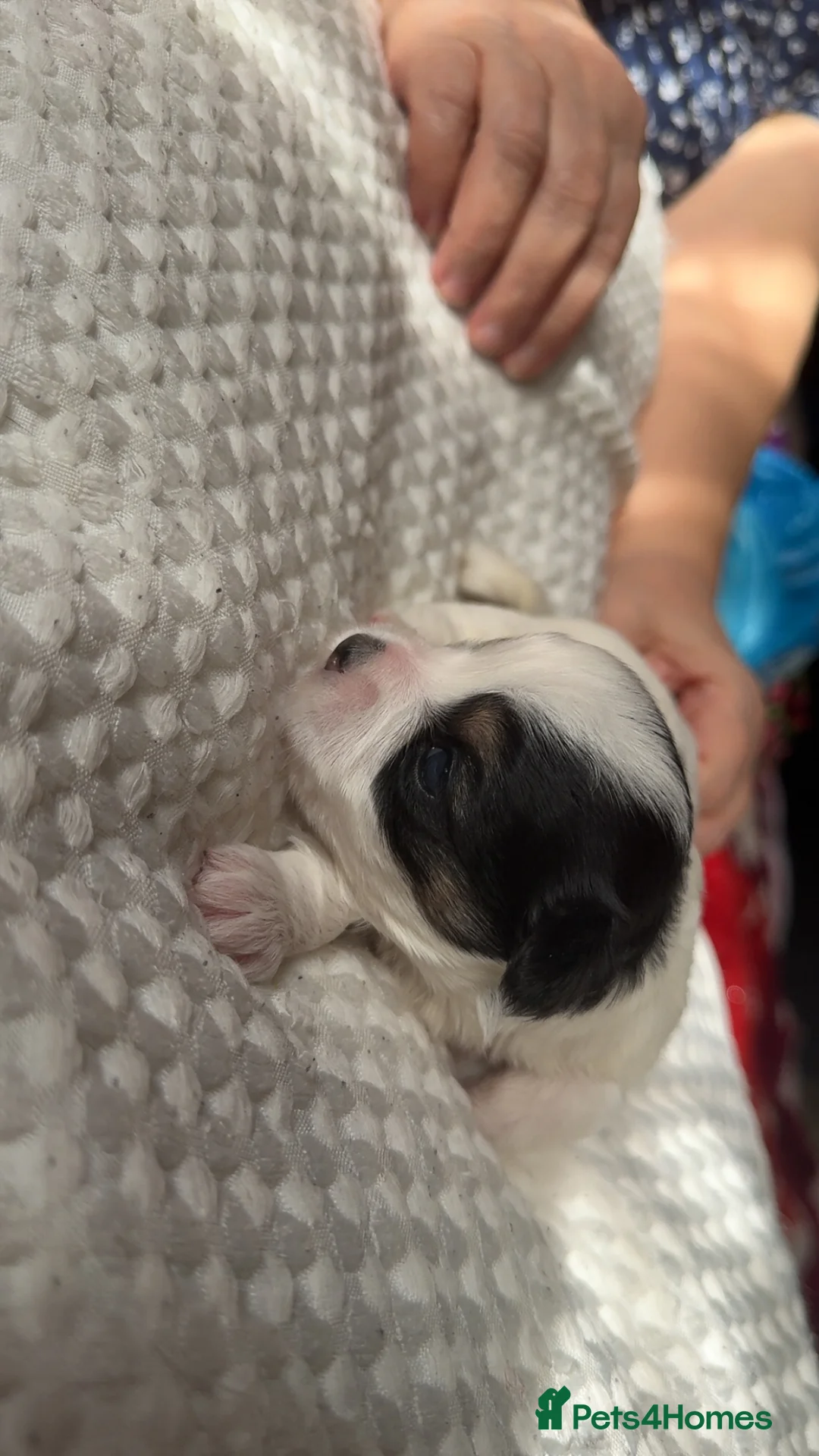 Morkie dogs for sale: Morkie Puppies - Advert 7