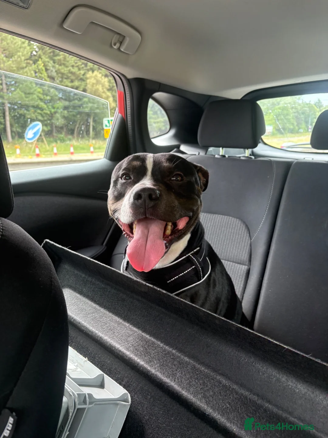 Staffordshire Bull Terrier dogs for sale: Staffordshire bull terrier for sale - Advert 5