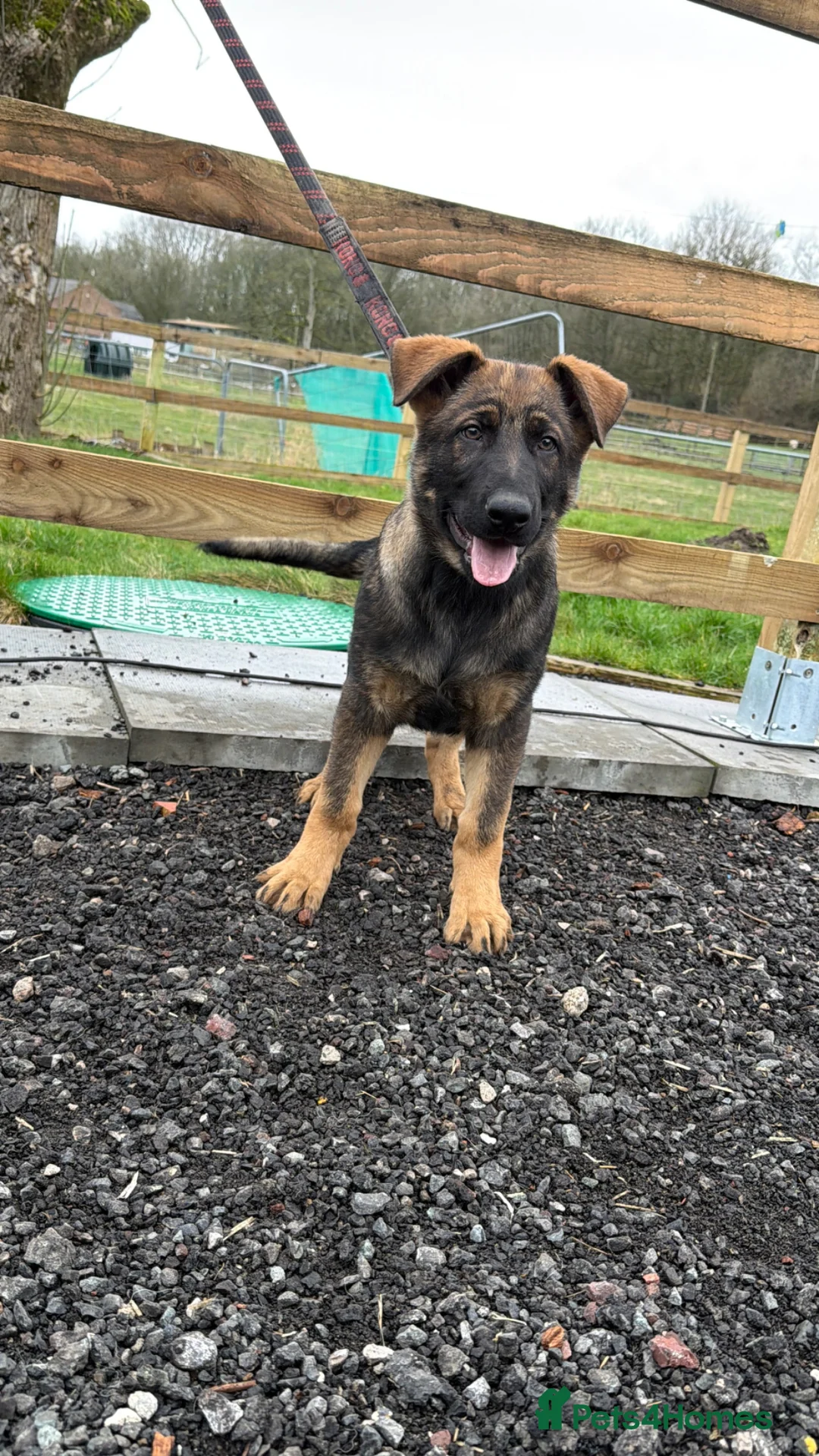 German Shepherd dogs for sale: Pick of Litter "Zeus" – DDR Working Line GSD - Advert 1