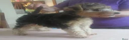 Lakeland Terrier dogs for sale: KC Registered, show type Lakeland terrier. - Advert 2