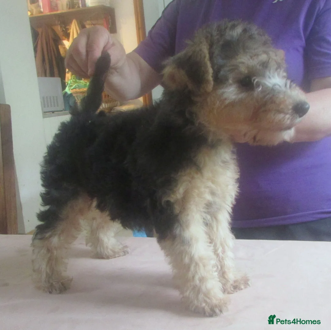 Lakeland Terrier dogs for sale: KC Registered, show type Lakeland terrier. - Advert 2