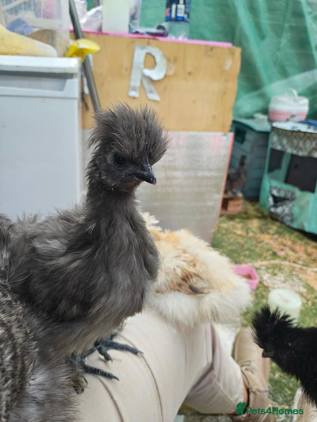 Chickens poultry for sale: 2 silkies unsexed - Advert 4