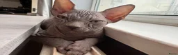 Sphynx cats for sale: Sphynx kittens - Advert 7