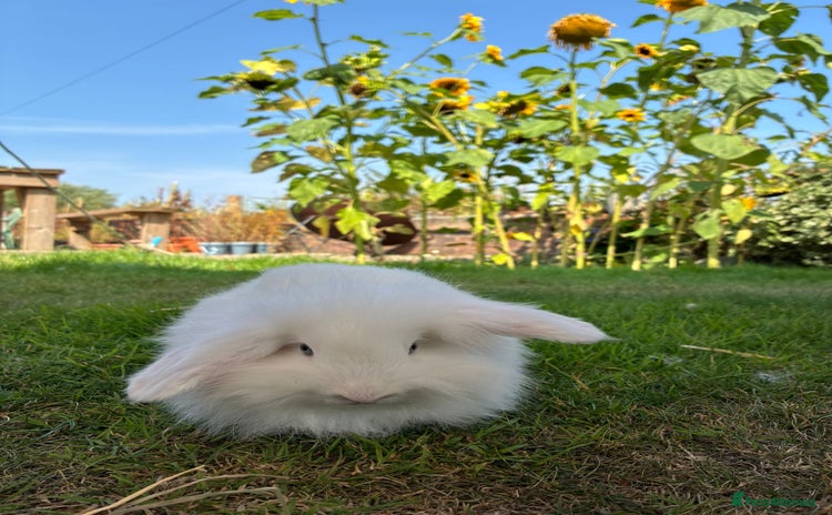 Angora rabbits - Advert 3