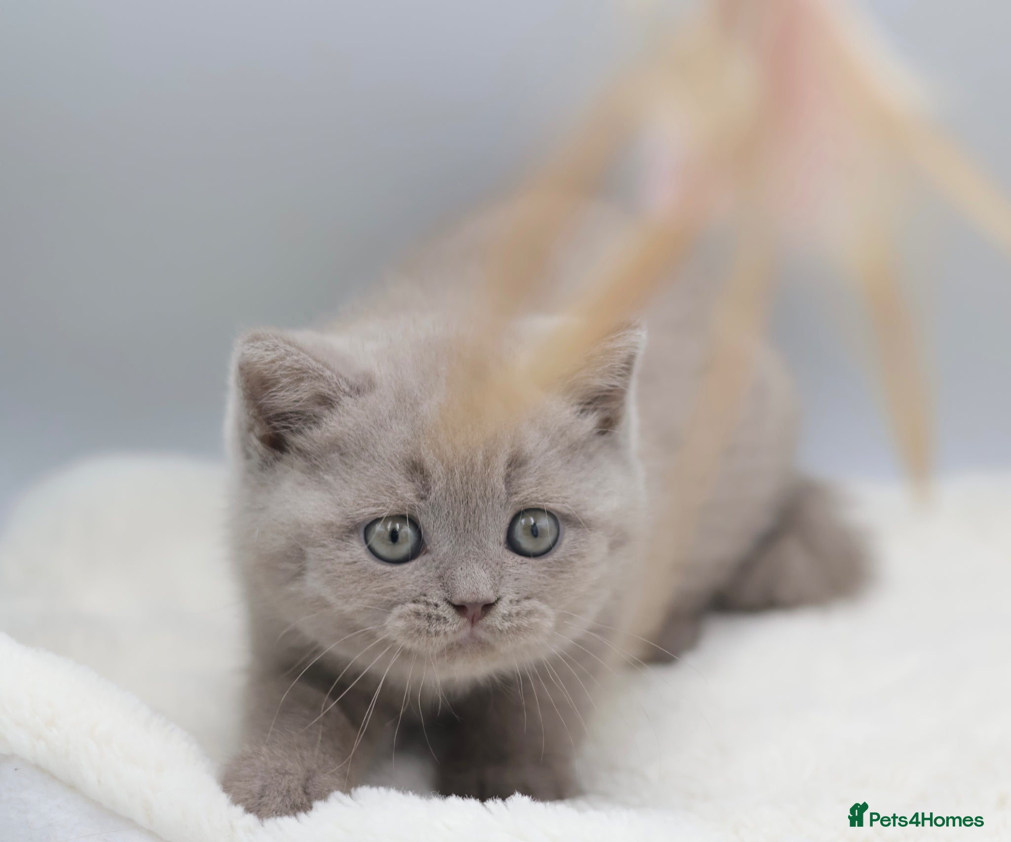 British Shorthair cats PEDIGREE REGISTERED CHUNKY BRITISH SHORTHAIRS - Advert 2