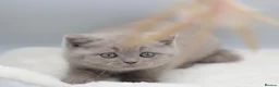 British Shorthair cats for sale: PEDIGREE REGISTERED CHUNKY BRITISH SHORTHAIRS - Advert 13