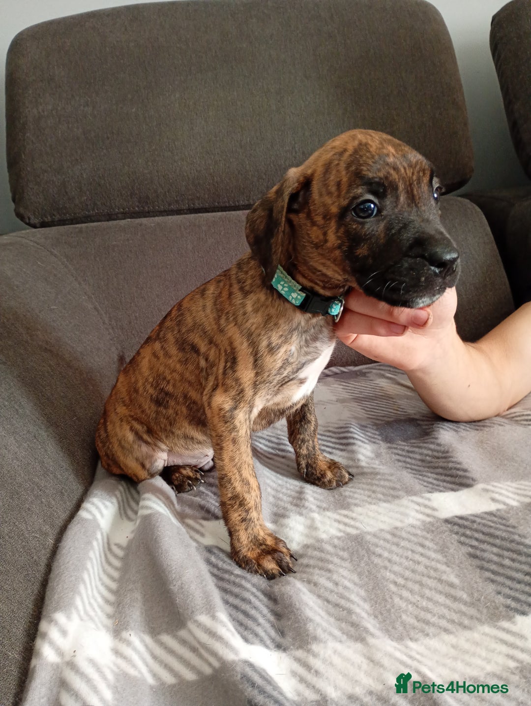 Mixed Breed dogs for sale: Mastiff cross  - Image 10