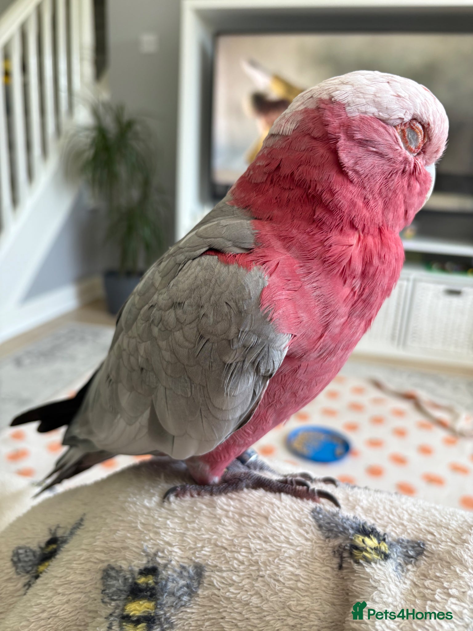 Cockatoo birds for sale: Galah cockatoo  - Advert 6