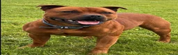 Staffordshire Bull Terrier dogs for sale: KC REGISTERED STAFFORDSHIRE BULL TERRIERS  - Advert 5