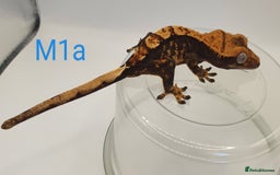 Gecko reptiles for sale: Juvenile Crested Geckos - Image 17