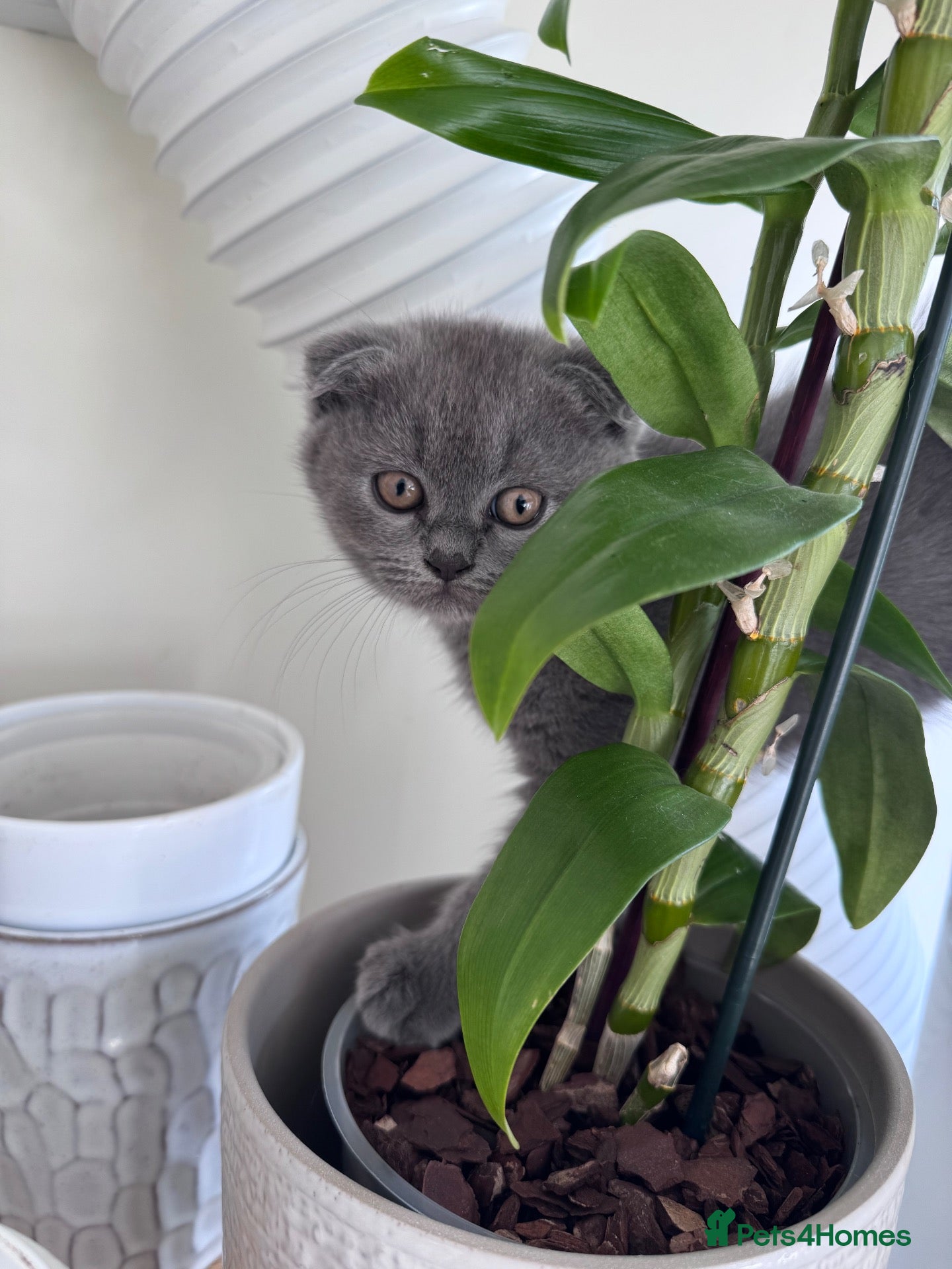 Scottish Fold cats Beautiful Scottish Triple Fold Female Kitten - Advert 3