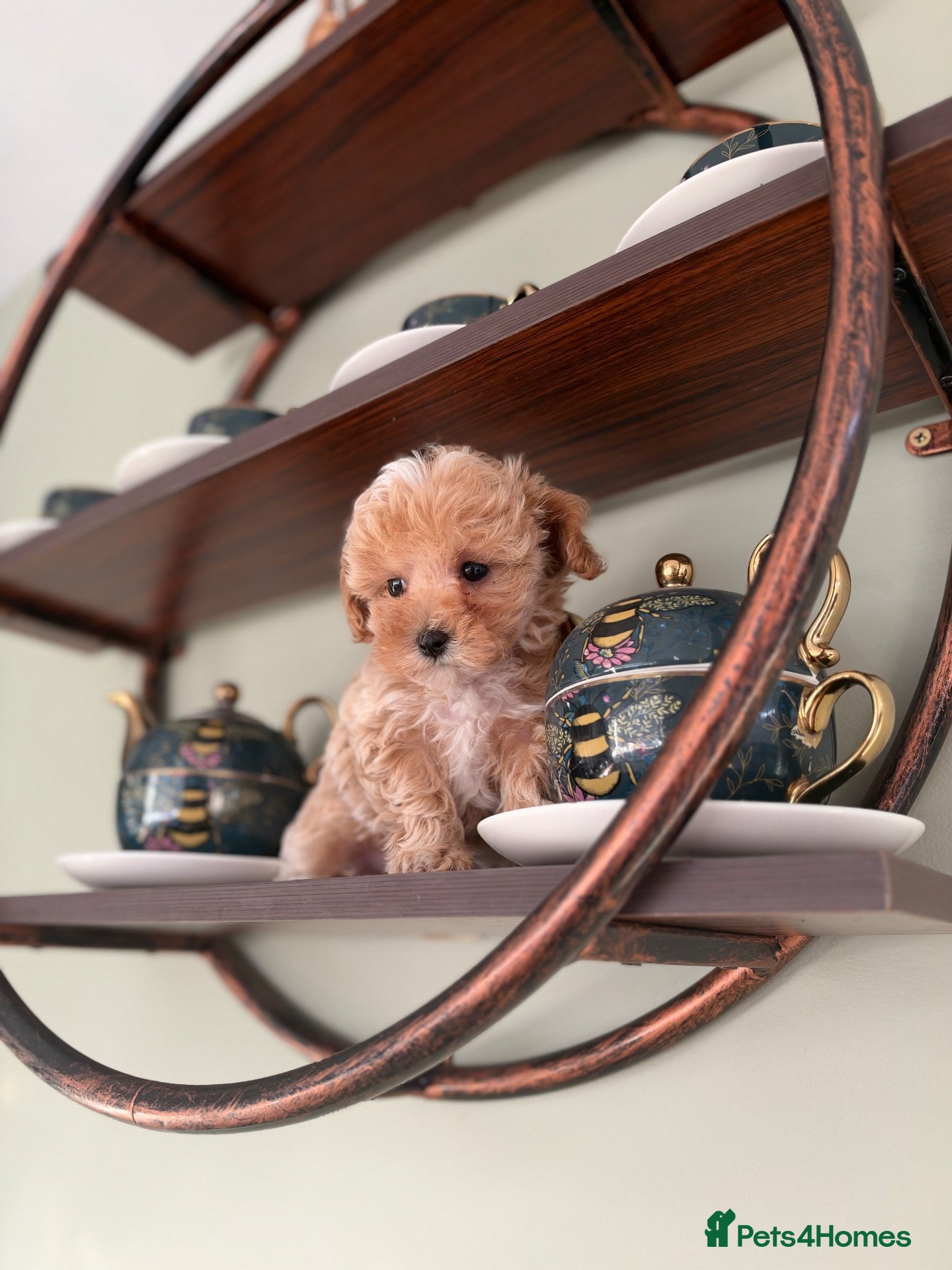 Maltipoo dogs for sale: 💙 Last Tiny F1 Maltipoo Boy – Ready Now 💙 - Advert 11