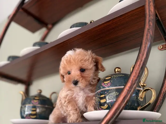 Maltipoo dogs for sale: 💙 Last Tiny F1 Maltipoo Boy – Ready Now 💙 - Advert 11