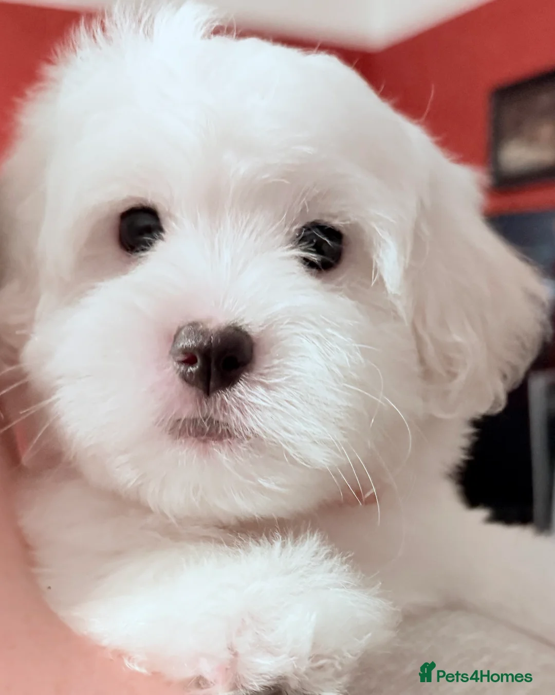 Coton De Tulear dogs for sale: KC reg Coton de Tulear parents DNA health tested  - Advert 24