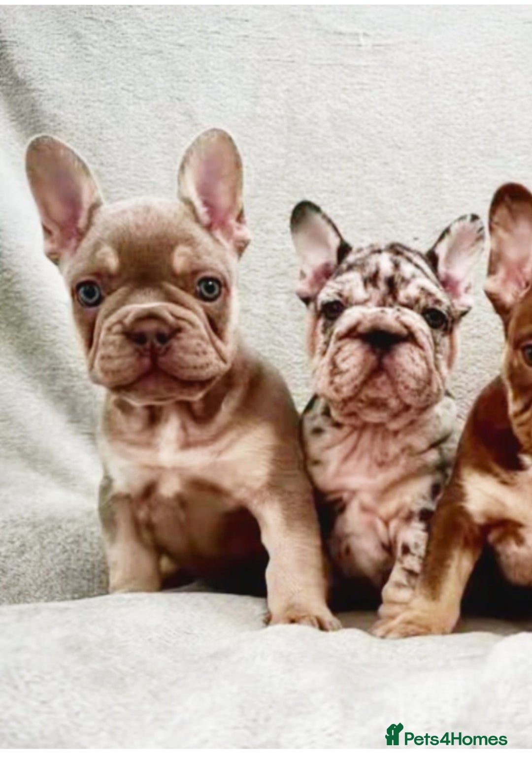 French Bulldog dogs for sale: Beautiful well bred, amazing temperament puppies - Advert 4