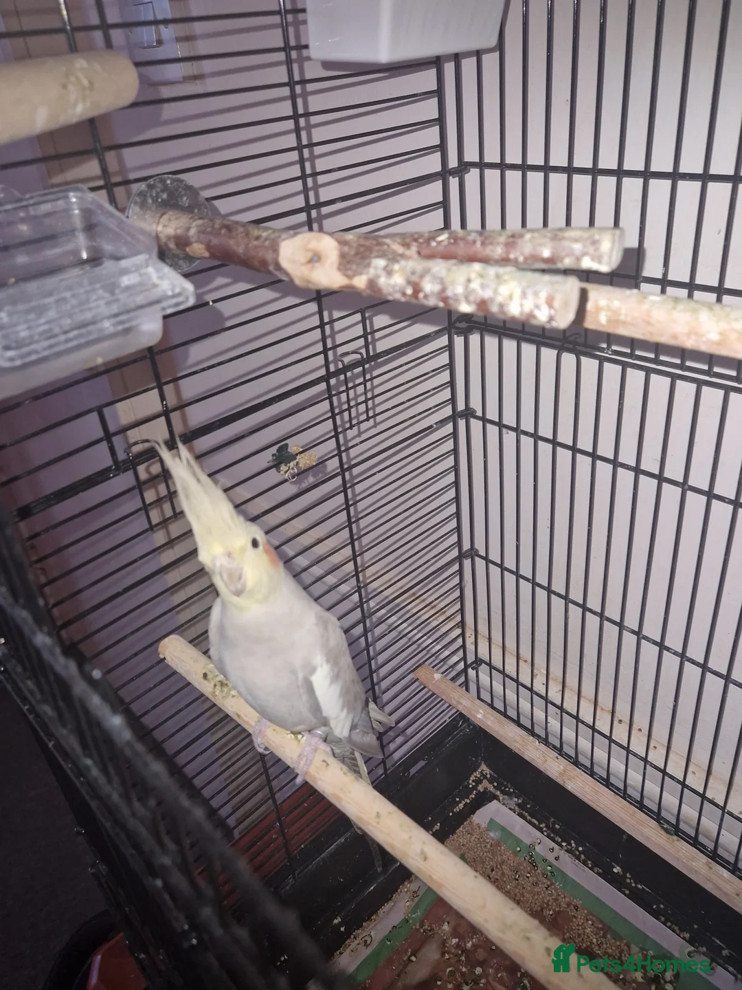 Cockatiels birds for sale: Beautiful cinnamon female cockatiel  - Advert 3