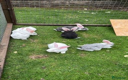 Continental Giant rabbits for sale: Pure continental giant rabbits - Image 1
