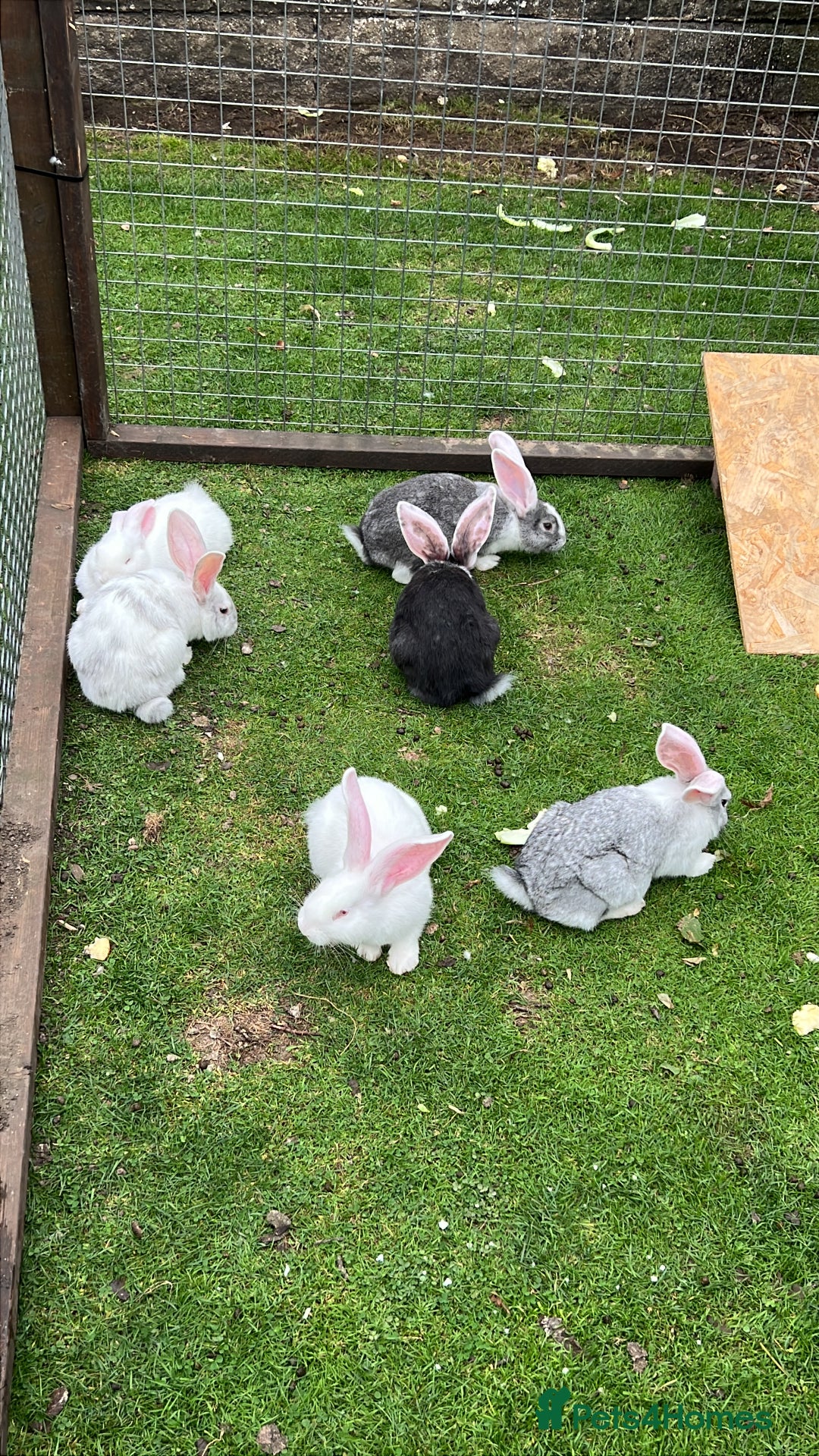 Continental Giant rabbits for sale: Pure continental giant rabbits - Image 1