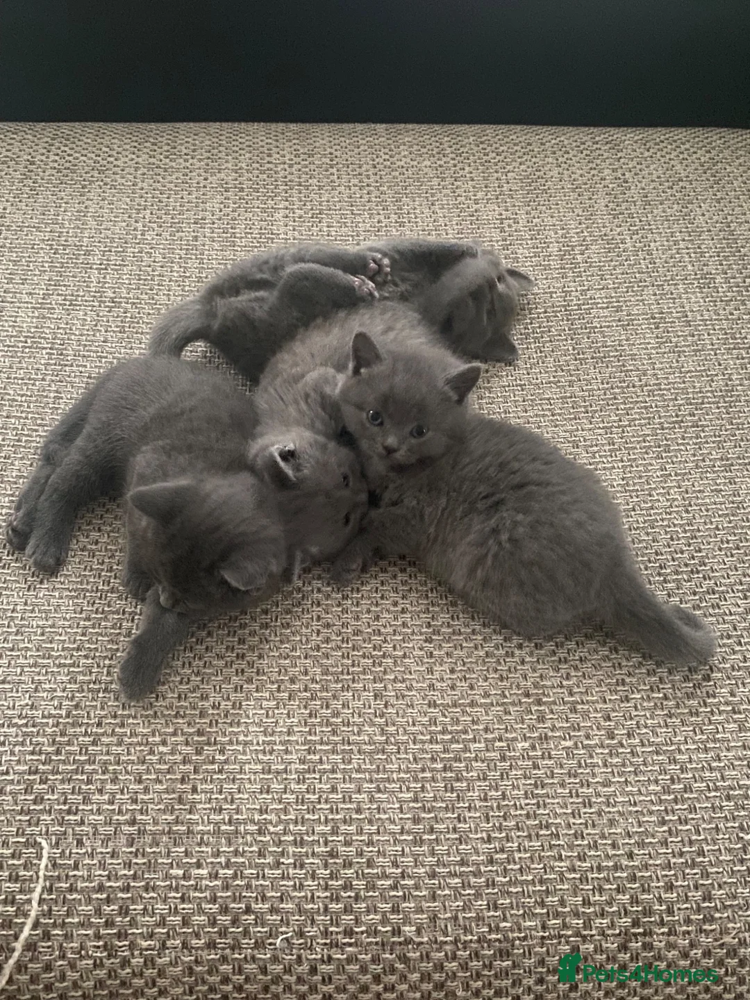British Longhair cats for sale: 4 beautiful British Shorthair Kittens - Advert 1