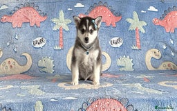 Pomsky dogs for sale: Perfect husky markings f3 Pomsky puppies for sale - Image 4