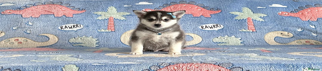 Pomsky Puppy 2