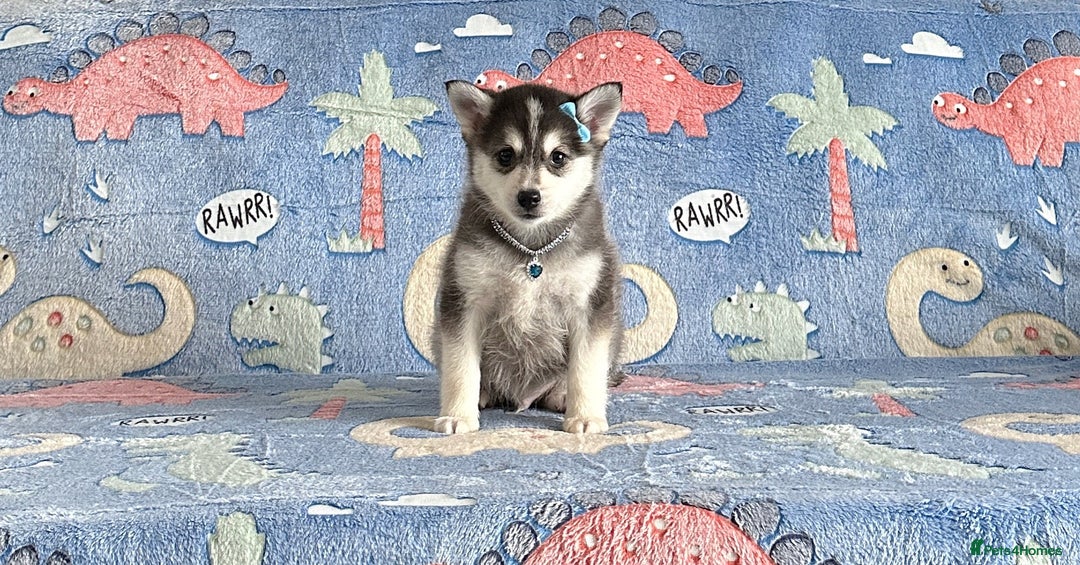Pomsky dogs for sale: Perfect husky markings f3 Pomsky puppies for sale - Image 4