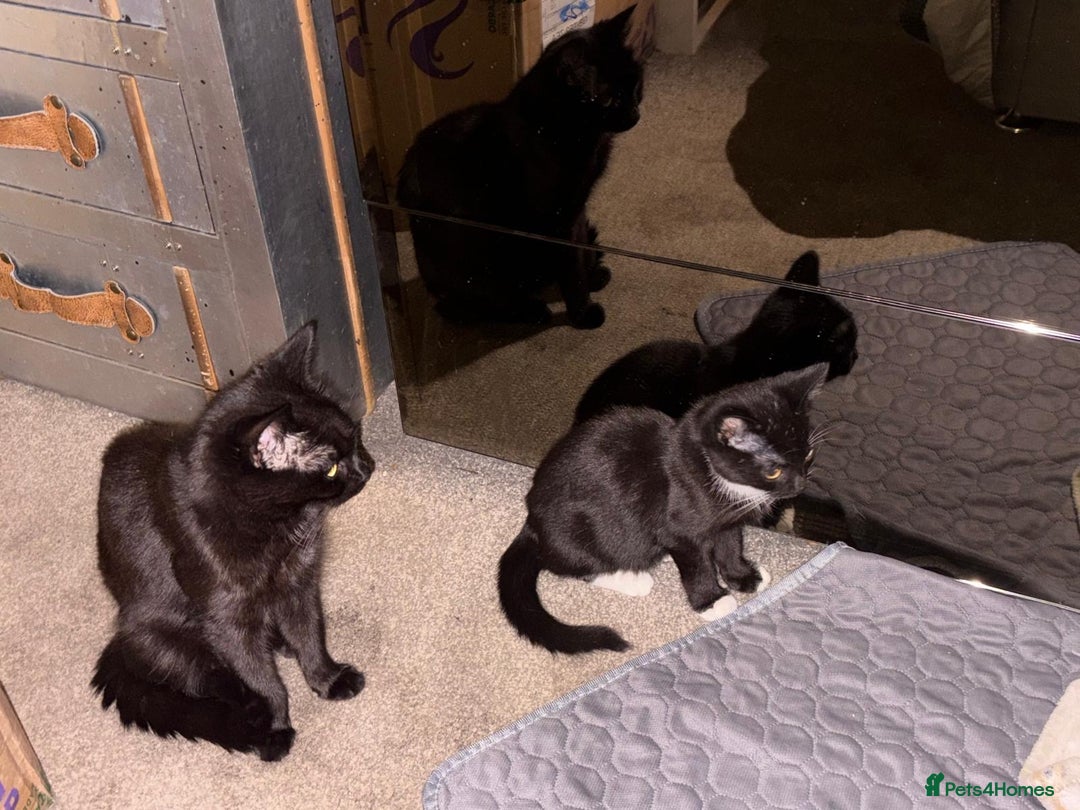 Mixed Breed cats for sale: 3x tuxedo 1x all black kittens - Image 33