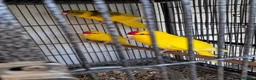 Parakeets birds for sale: Baby Kakarikies  - Advert 4