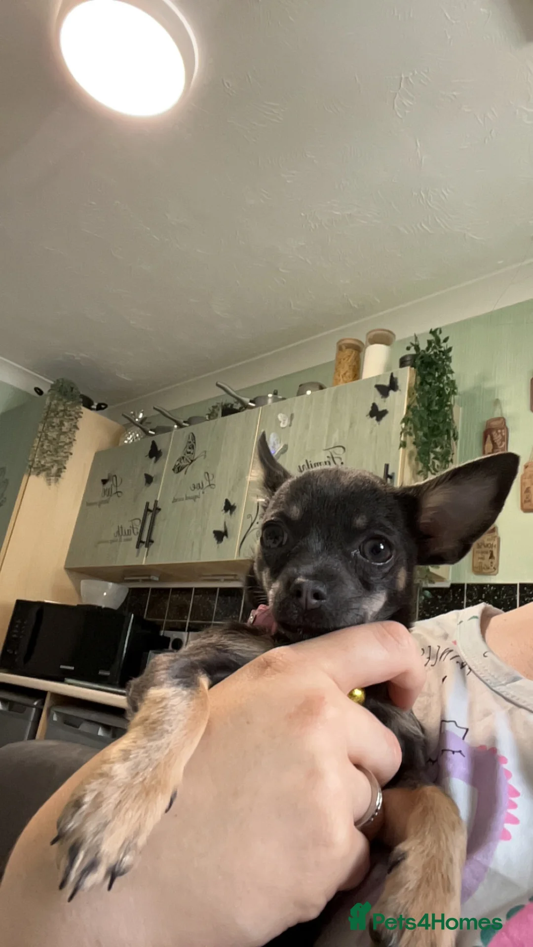Chihuahua dogs for sale: Tinkerbell  - Advert 3