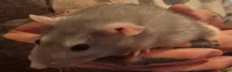 Rat rodents for sale: Male and Female Adult Rats in South Brent - Advert 4